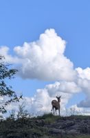 20260611_2 ...auch sie sind schon munter.jpg &ndash; &copy; Michael Rass (Eberhardt TRAVEL)