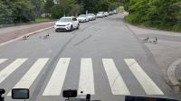 20260613_4 Zebrastreifen bleibt Zebrastreifen, für alle.jpg &ndash; &copy; Michael Rass (Eberhardt TRAVEL)