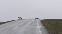 20260615_11 selbst die sind kaum zu sehen gewesen.jpg &ndash; &copy; Michael Rass (Eberhardt TRAVEL)