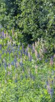 20260615_6 Lupinien.jpg &ndash; &copy; Michael Rass (Eberhardt TRAVEL)