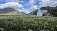 20260619_11 bei Flakstad.jpg &ndash; &copy; Michael Rass (Eberhardt TRAVEL)