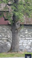 20260621_22 Trondheims Troll.jpg &ndash; &copy; Michael Rass (Eberhardt TRAVEL)