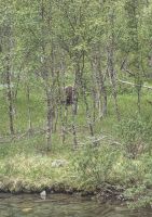 20260622_3 Moschusochsen in freier Wildbahn, der Jackpott der Reise.jpg &ndash; &copy; Michael Rass (Eberhardt TRAVEL)