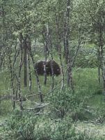 20260622_3a in freier Wildbahn.jpg &ndash; &copy; Michael Rass (Eberhardt TRAVEL)