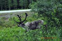 Lappländischer Empfang vor dem Hotel Luostotunturi