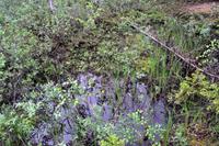 Sumpfiges Lappland - Fliegerhorst der Finnischen Luftwaffe (Stechmücken)