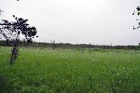 Sumpfiges wildes Lappland