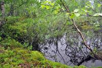 Sumpfiges wildes Lappland