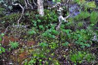 Sumpfiges wildes Lappland mit Moltebeeren