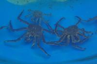 Königskrabbe, Kamtschatkakrabbe, King Crabbs,...