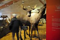 UNESCO Weltkulturerbe Felsritzungen von Alta