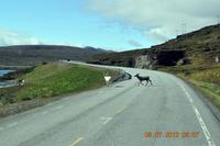 Auf der E69 nach Süden - Rentiere