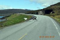 Auf der E69 nach Süden - Rentiere