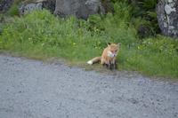 348 Lofotenrundfahrt