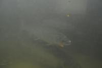 180 Malelvfossen, Lachstreppe