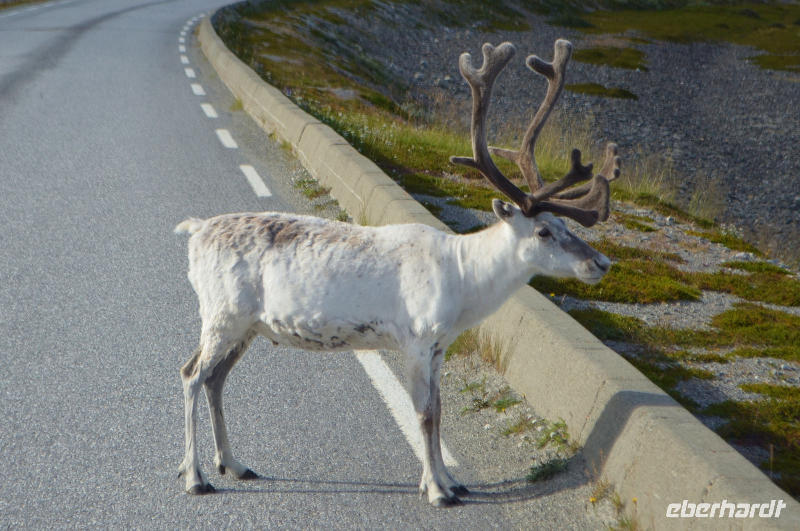 077 Am Porsangerfjord, Rentier