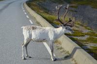 077 Am Porsangerfjord, Rentier