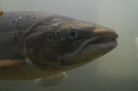 118 Malselvfossen, Lachs