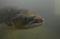 119 Malselvfossen, Lachs