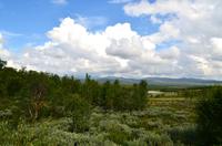 299 Dovrefjell