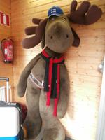 Rovaniemi-Polarkreis und Riesenelch