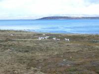 Rentiere am Porsangerfjord