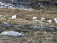 Rentiere am Porsangerfjord