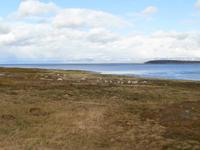 Rentiere am Porsangerfjord