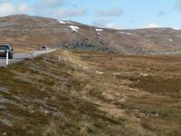 Rentiere am Porsangerfjord