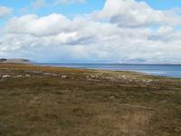 Rentiere am Porsangerfjord