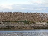 Trockenfischgestelle in Svolvär Lofoten