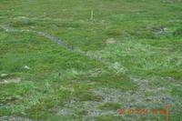 Kaunispää - Schneehühner