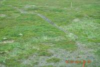 Kaunispää - Schneehühner