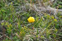 Insel Magerøya - Die Nordkapinsel - Trollblume