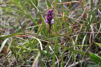 Insel Magerøya - Die Nordkapinsel - Orchidee