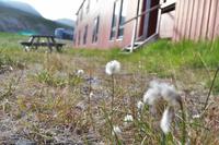 Insel Magerøya - Die Nordkapinsel - Wollgras