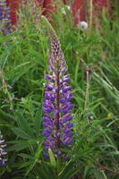 Lupine