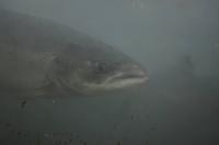 Lachse am Målselvfossen