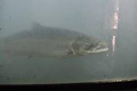 Lachse am Målselvfossen