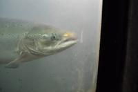 Lachse am Målselvfossen