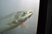 Lachse am Målselvfossen