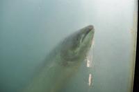 Lachse am Målselvfossen