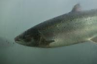 Lachse am Målselvfossen