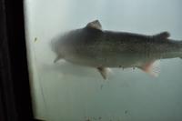 Lachse am Målselvfossen