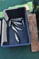 Seelachs für die Seeadler