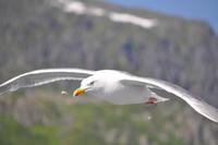 Seeadlersafari - Raftsund