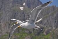 Seeadlersafari - Raftsund