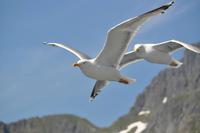 Seeadlersafari - Raftsund