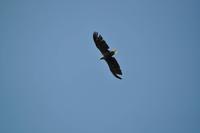 Seeadlersafari - Raftsund