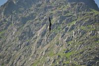 Seeadlersafari - Raftsund